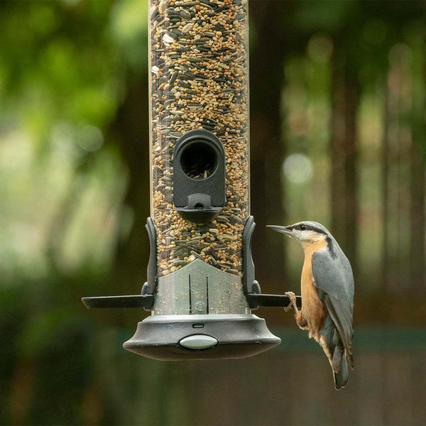 Protection contre les oiseaux - Premium HI-ENERGY MIX