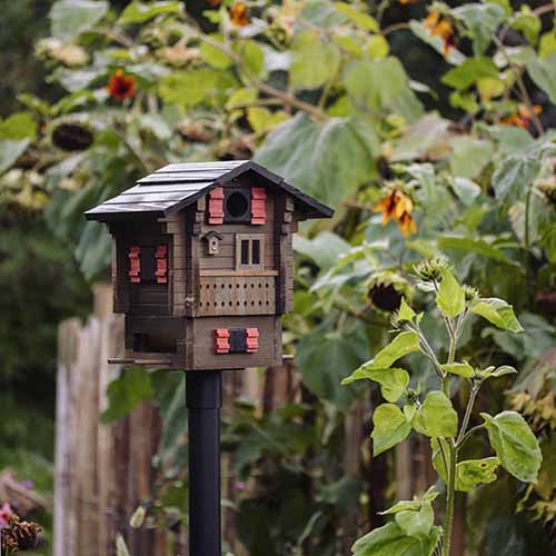 Vogelhuisje Fjällstugan 2-in-1 Lariks-hout | Wildlife Garden
