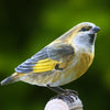 Vogelbeeldje Groenling – Handgesneden Houten Decoratievogel | DecoBird Wildlife Garden – foto 3