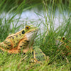 DecoAnimal Kikker groot houtsnijwerk