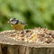 Protection des oiseaux - Robin food