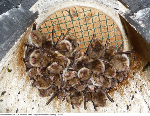 Grote vleermuis- en overwinteringskast 1FW – foto 5