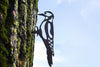 Birdwise - Écureuil