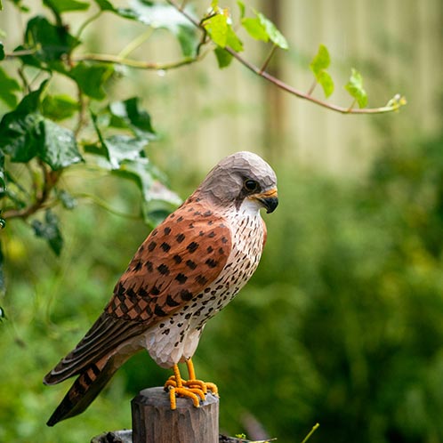 DecoBird - Crécerelle