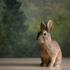DecoAnimal - Sculptures lapin