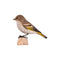 DecoBird - Tarin des pins