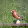 DecoBird Petit bec-croisé des sapins