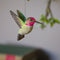 DecoBird Colibri d'Anna