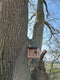 CaptureWILD - Steenuil