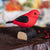 DecoBird - Tangara à ailes noires