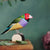 DecoBird - Pinson de Gould