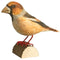 DecoBird - Appelvink