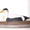 DecoBird - Oie Eider