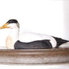 DecoBird - Oie Eider
