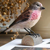 DecoBird - Linotte