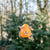 Fiësta Nester Oranje
