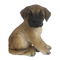 Chiot Dogue Allemand assis