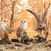 hibou moyen-duc volant