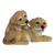Chiots couchés