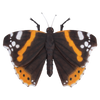 Vlinders