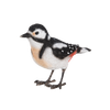 Pic épeiche