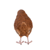 Troglodyte mignon