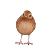 Troglodyte mignon