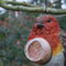 Oiseau pendentif beurre de cacahuète