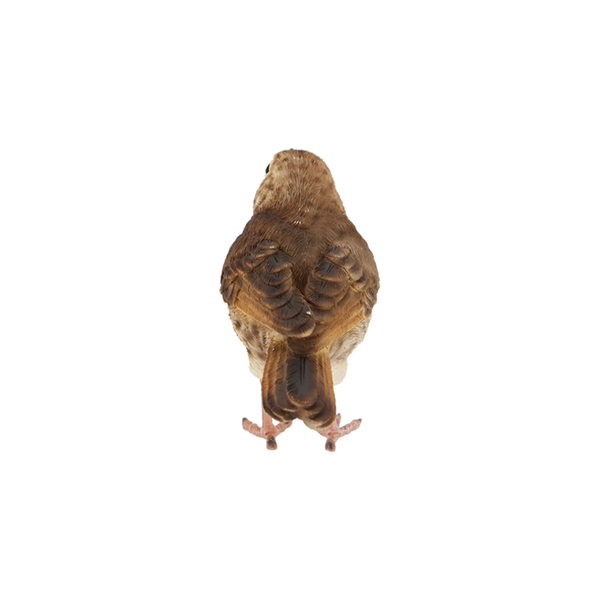 Zanglijster