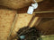 CaptureWILD - Camera set