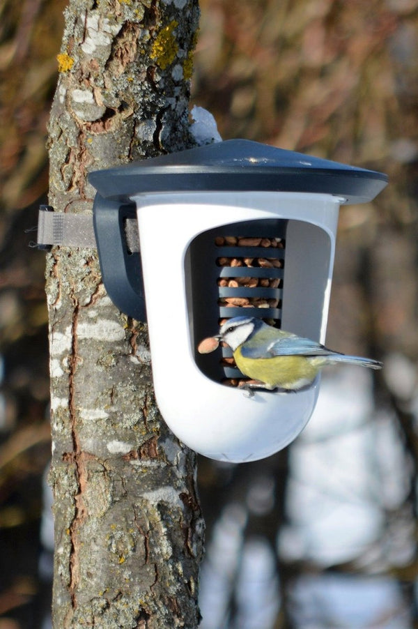 SingingFriend - Multi feedR anthracite