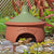 Maison grenouille/crapaud Frogilo