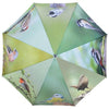 Parapluie Oiseaux