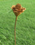 ROUILLE - fleur de rouille 90.HT90822-0