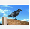 Design Esschert - Corbeau épouvantail