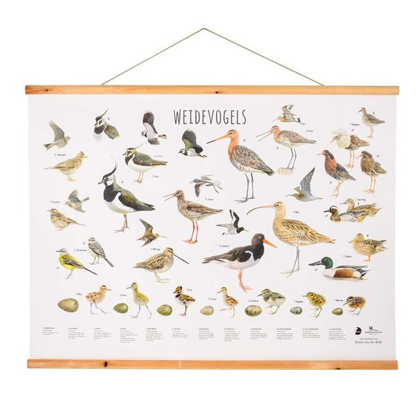 Poster mural Oiseaux des prés
