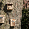 Roodborst Nestkast in Cadeaudoos | Esschert Design – foto 4