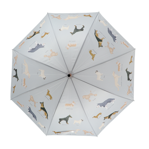 Races de chiens parapluie