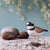 DecoBird - Petit Gravelot