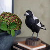 DecoBird - Pie australienne