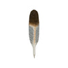 Pigeon de plume 