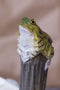 DecoClip Pince à linge sculpture sur bois Grenouille