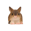Souris
