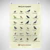 Bande d'oiseau Poster