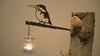 Birdwise - IJsvogel