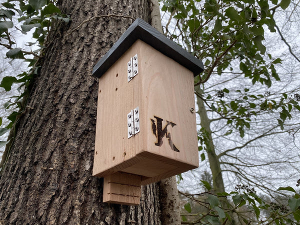 Kooprijk - Chauve-souris