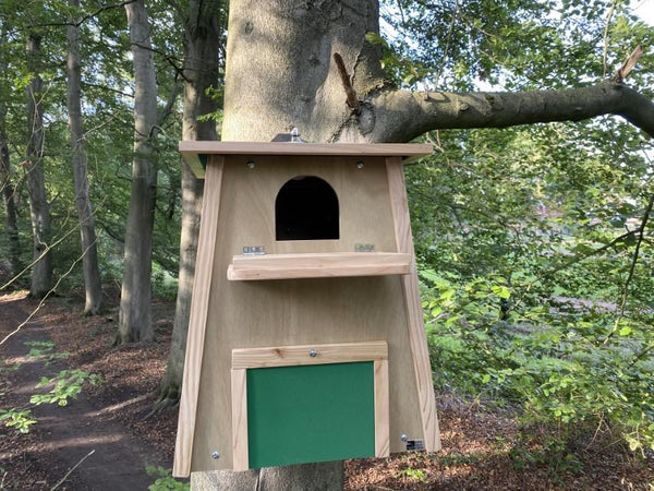 CaptureWILD - Effraie des clochers