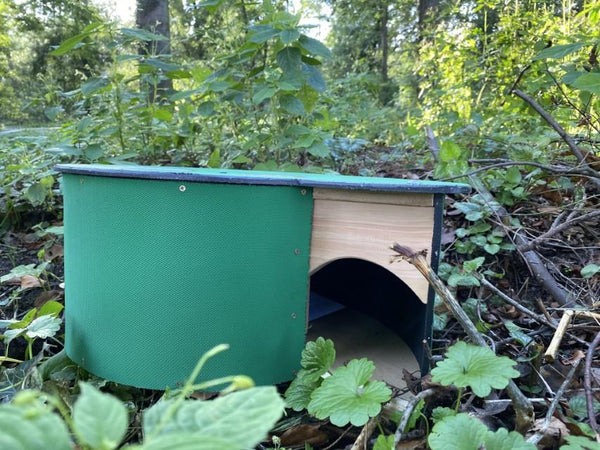 CaptureWILD - Hérisson