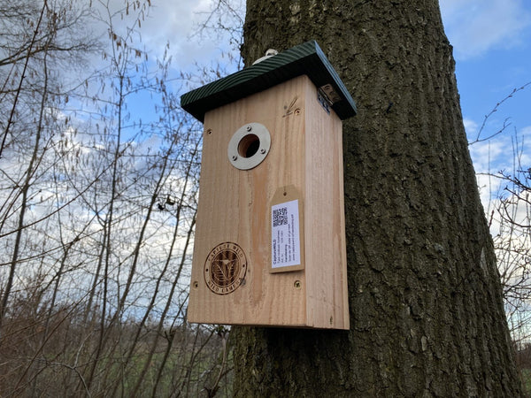 CaptureWILD - Mésange charbonnière