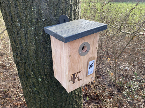 Kooprijk - Mésange bleue